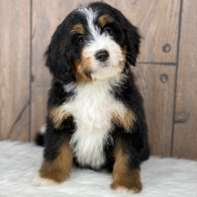 Bernedoodle Puppy Brady