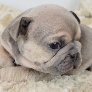 French Bulldog Puppy Nettie