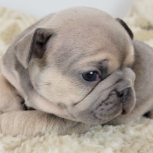 French Bulldog Puppy Nettie