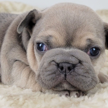 French Bulldog Puppy Nettie