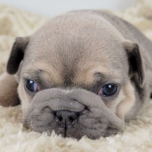 French Bulldog Puppy Nettie