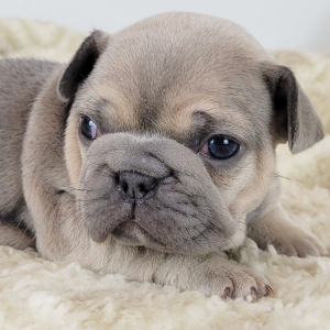 French Bulldog Puppy Nettie