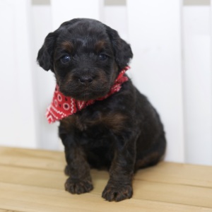 Cockapoo Puppy Hazel