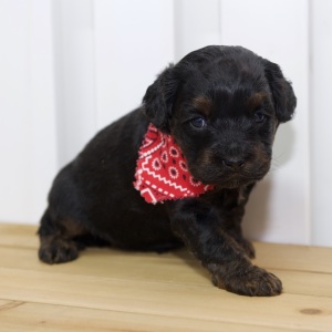 Cockapoo Puppy Hazel