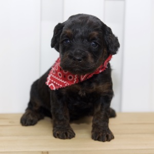 Cockapoo Puppy Hazel