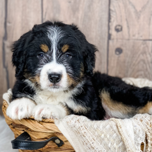 Bernedoodle Puppy Indy