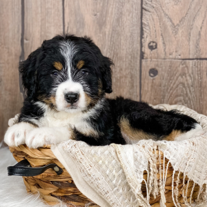 Bernedoodle Puppy Indy