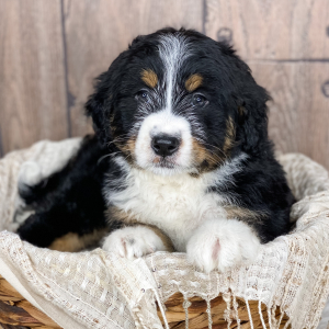 Bernedoodle Puppy Indy