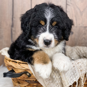Bernedoodle Puppy Indy