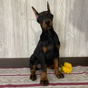 Doberman Pinscher Puppy Flora