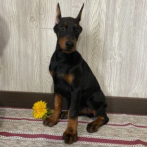 Doberman Pinscher Puppy Flora