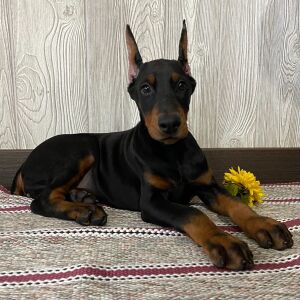 Doberman Pinscher Puppy Flora