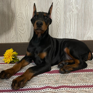 Doberman Pinscher Puppy Flora