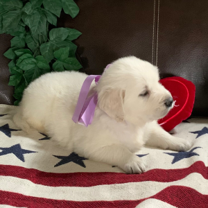 Golden Retriever Puppy Crystal B