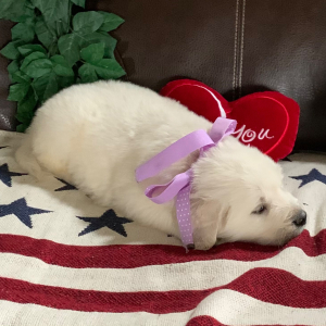 Golden Retriever Puppy Crystal B