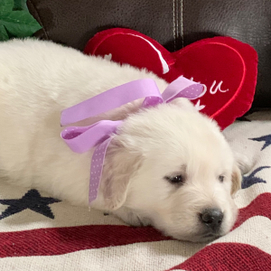 Golden Retriever Puppy Crystal B
