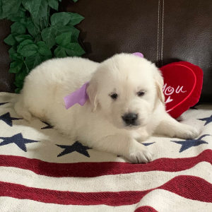 Golden Retriever Puppy Crystal B