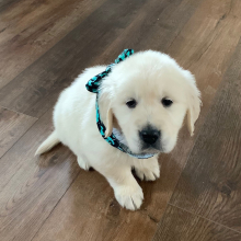 Golden Retriever Puppy Crystal B