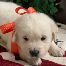 Golden Retriever Puppy Kai Man