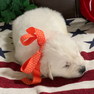 Golden Retriever Puppy Kai Man