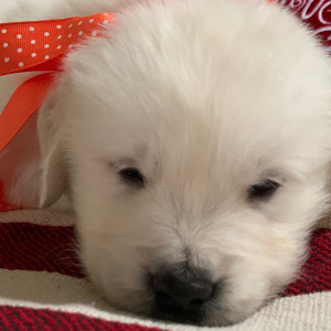 Golden Retriever Puppy Kai Man