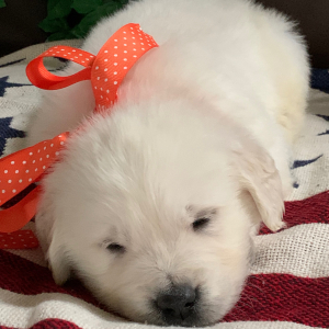 Golden Retriever Puppy Kai Man