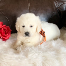 Golden Retriever Puppy Kai Man