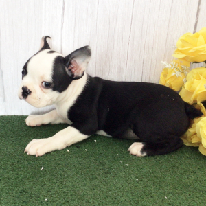 Boston Terrier Puppy Homer