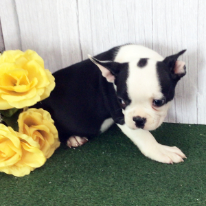 Boston Terrier Puppy Homer