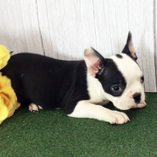 Boston Terrier Puppy Homer