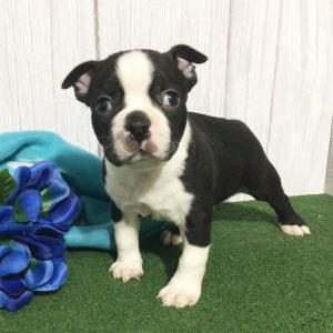 Boston Terrier Puppy Heaton