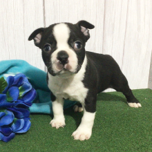 Boston Terrier Puppy Heaton