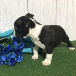 Boston Terrier Puppy Heaton