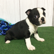 Boston Terrier Puppy Heaton