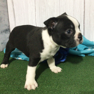 Boston Terrier Puppy Heaton
