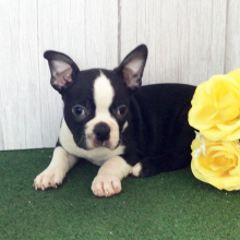 Boston Terrier Puppy Heaton