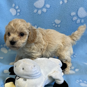 Bichonpoo Puppy Art