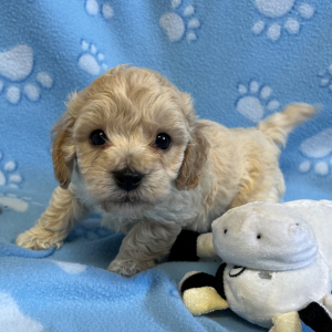 Bichonpoo Puppy Art