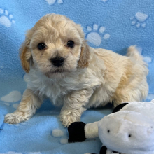 Bichonpoo Puppy Art