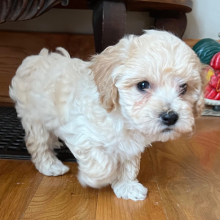 Bichonpoo Puppy Art