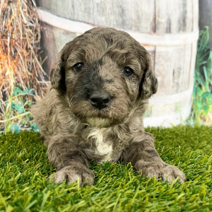 Goldendoodle Puppy Edgar