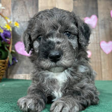 Goldendoodle Puppy Edgar
