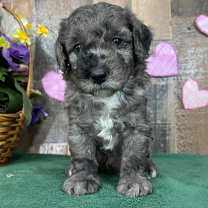 Goldendoodle Puppy Edgar
