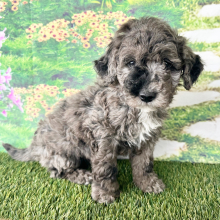 Goldendoodle Puppy Edgar