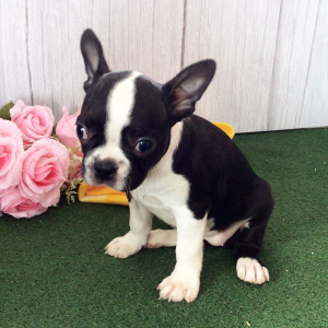 Boston Terrier Puppy Holla