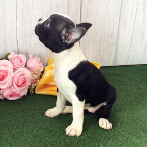 Boston Terrier Puppy Holla