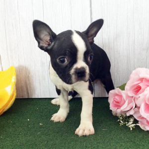 Boston Terrier Puppy Holla