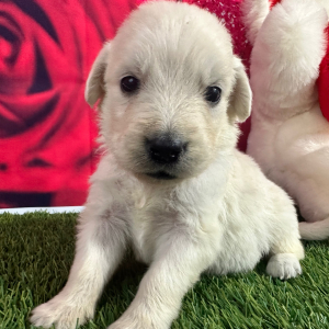 Golden Retriever Puppy Jillian