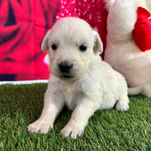 Golden Retriever Puppy Jillian