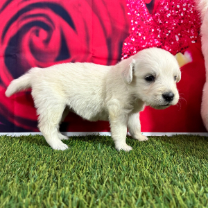 Golden Retriever Puppy Jillian